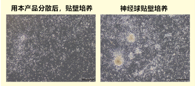 Wako神經(jīng)細(xì)胞用分散液