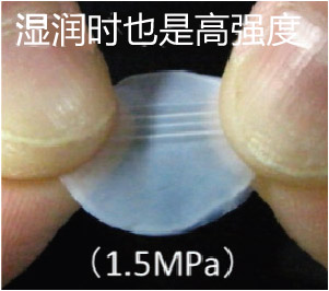 Cellcampus? 鱗源I型膠原