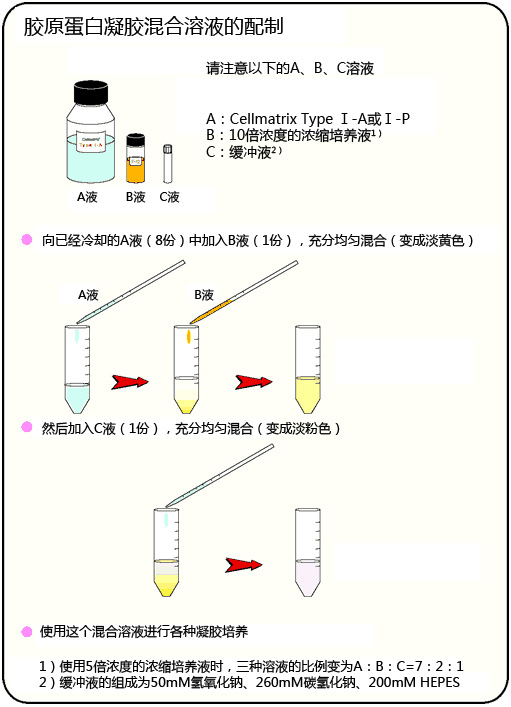 組織培養(yǎng)用膠原蛋白