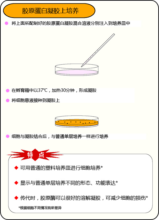 組織培養(yǎng)用膠原蛋白
