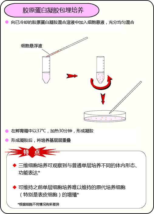 組織培養(yǎng)用膠原蛋白