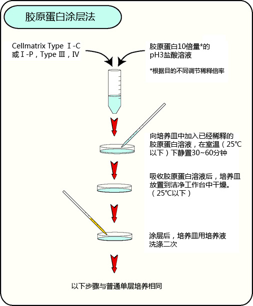 組織培養(yǎng)用膠原蛋白
