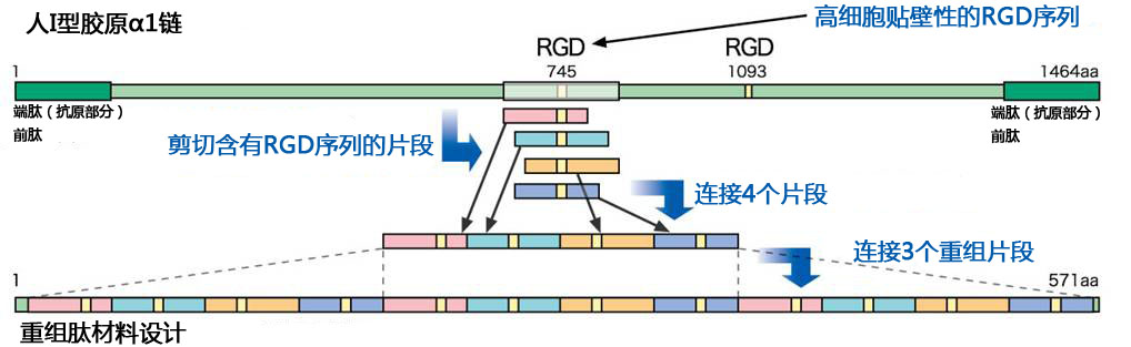 cellnest人Ⅰ型重組膠原蛋白肽