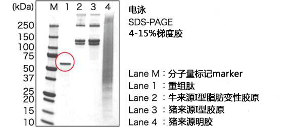 cellnest人Ⅰ型重組膠原蛋白肽