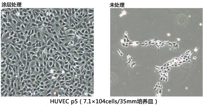 cellnest人Ⅰ型重組膠原蛋白肽