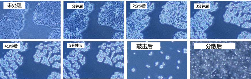 hPSC解離溶液