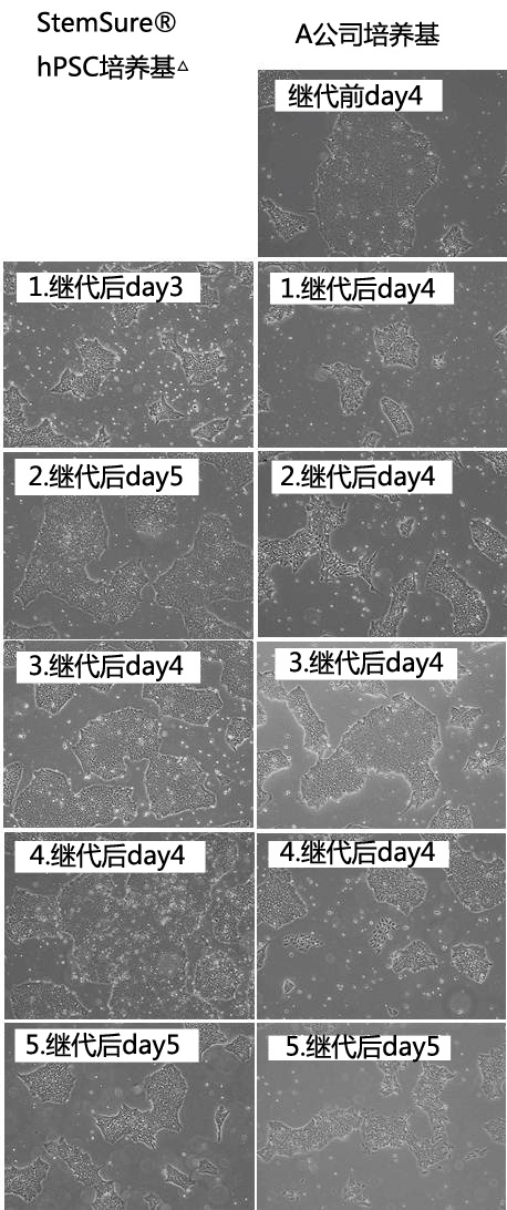 人多能性干細(xì)胞無(wú)血清培養(yǎng)基