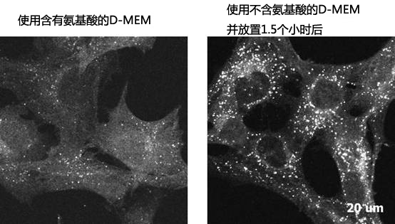D-MEM（高葡萄糖）（含有丙酮酸鈉，不含氨基酸）