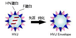 EX 仙臺病毒包膜細(xì)胞融合試劑