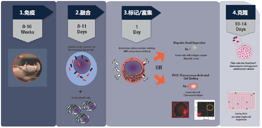 雜交瘤細(xì)胞篩選與克?。―iSH™ Kit）