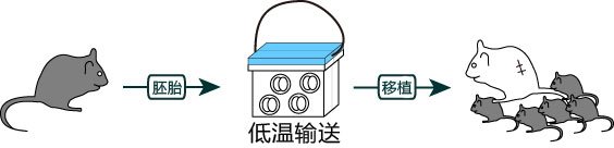 冷藏運輸試劑盒