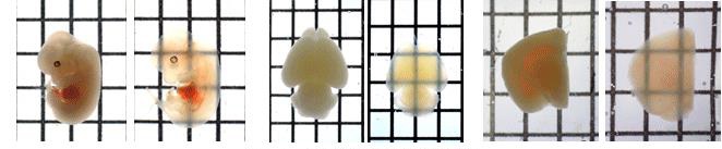 Wako SeeDB實(shí)現(xiàn)生物體樣本深層成像