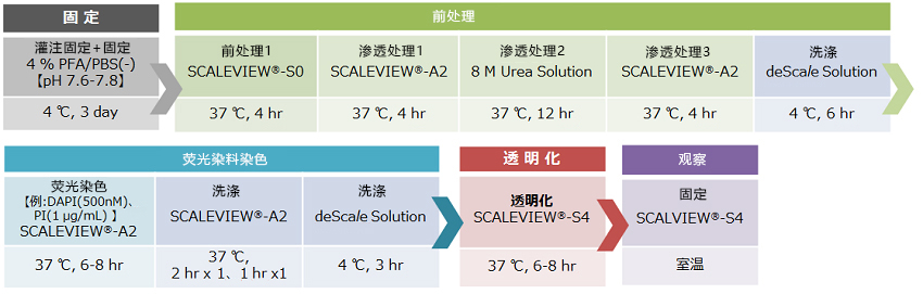 SCALEVIEW-S