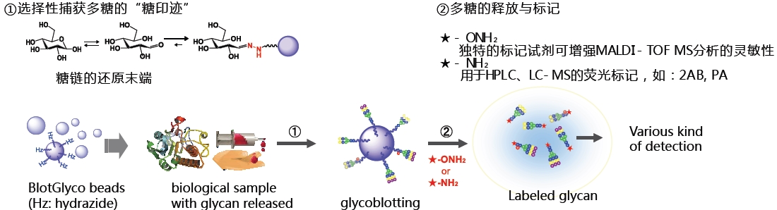 BlotGlyco? 糖鏈純化試劑盒