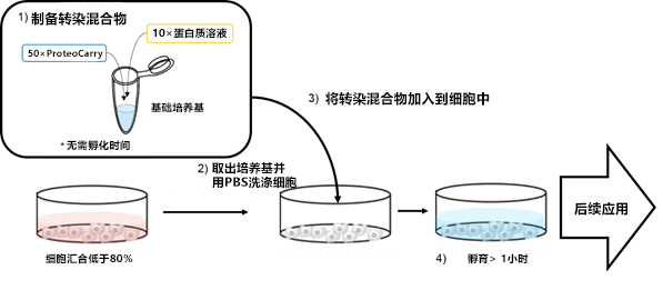 新型蛋白轉(zhuǎn)染試劑：ProteoCarry
