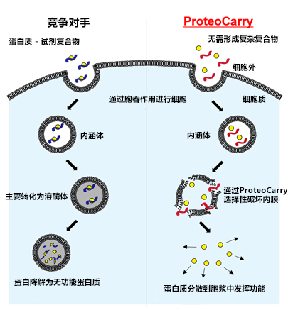 新型蛋白轉(zhuǎn)染試劑：ProteoCarry
