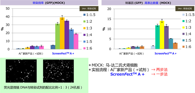 DNA & siRNA轉(zhuǎn)染試劑