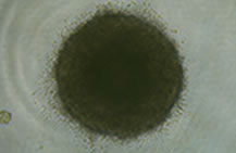 PrimeSurface 低吸附細(xì)胞培養(yǎng)板