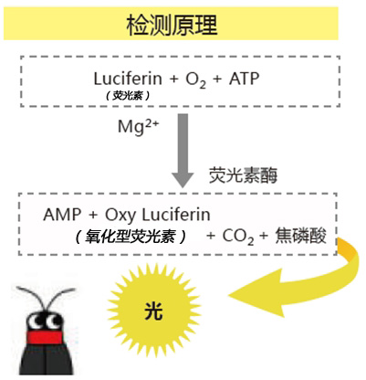 PD-30配套試劑——拭取檢測用長軸棉棒