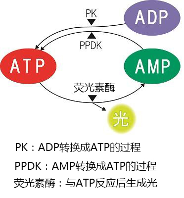 PD-30配套試劑——LuciPac A3系列