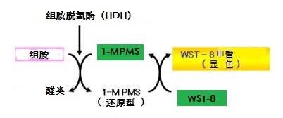 顯色法檢測組胺試劑盒