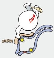 Cas9基因組編輯工具