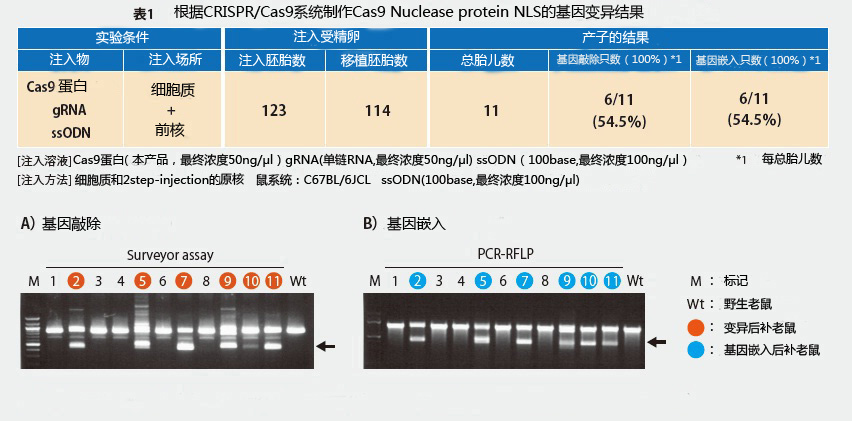 Cas9基因組編輯工具