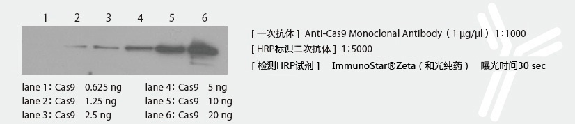 Cas9基因組編輯工具