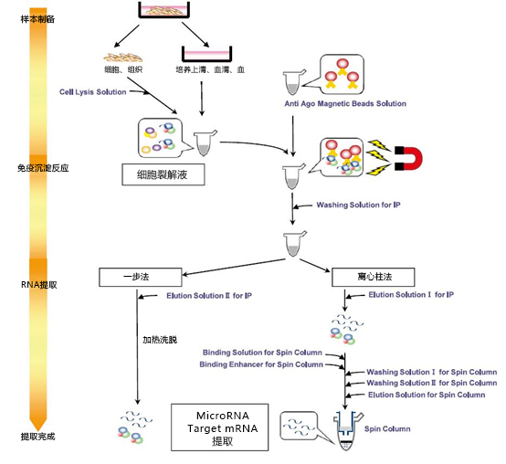 磁珠型microRNA分離試劑盒