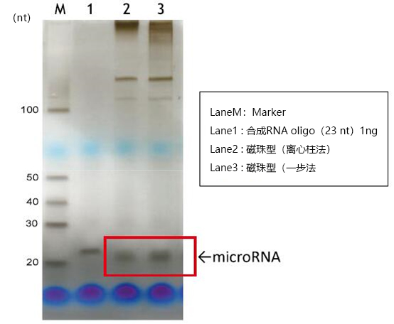 磁珠型microRNA分離試劑盒