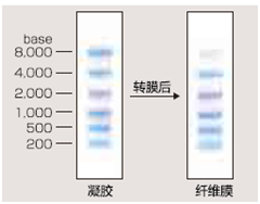 預(yù)染RNA Marker