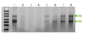 ISOIL for RNA