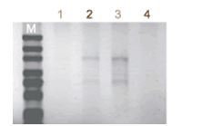 ISOIL for RNA