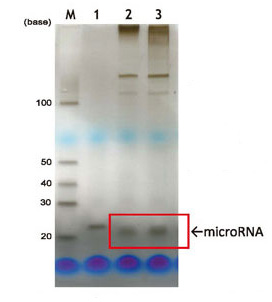 MagCapture™ microRNA分離試劑盒系列