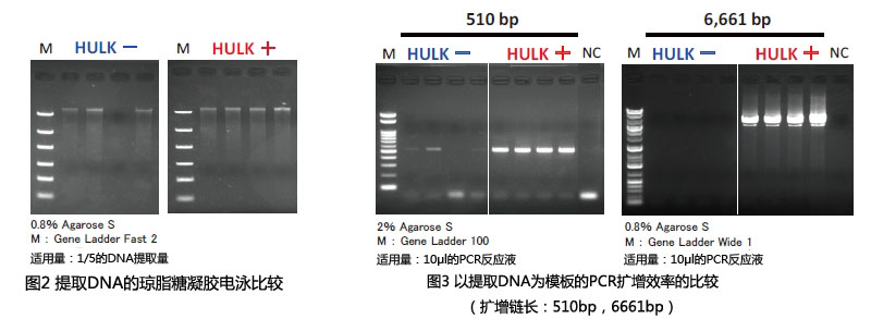 HULK海藻酸降解酶