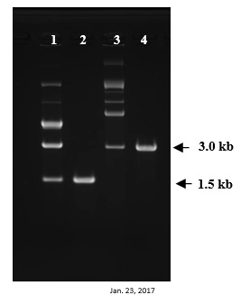 長(zhǎng)單鏈DNA（ssDNA）制備試劑盒