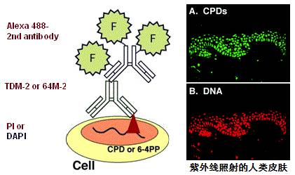 抗（6-4）光產(chǎn)物（6-4 PPs）單克隆抗體（克?。?4M-2）