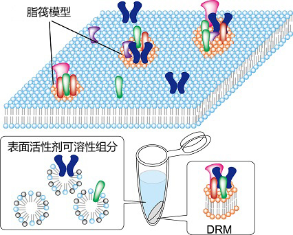 UltraRIPA 脂筏提取緩沖液套裝