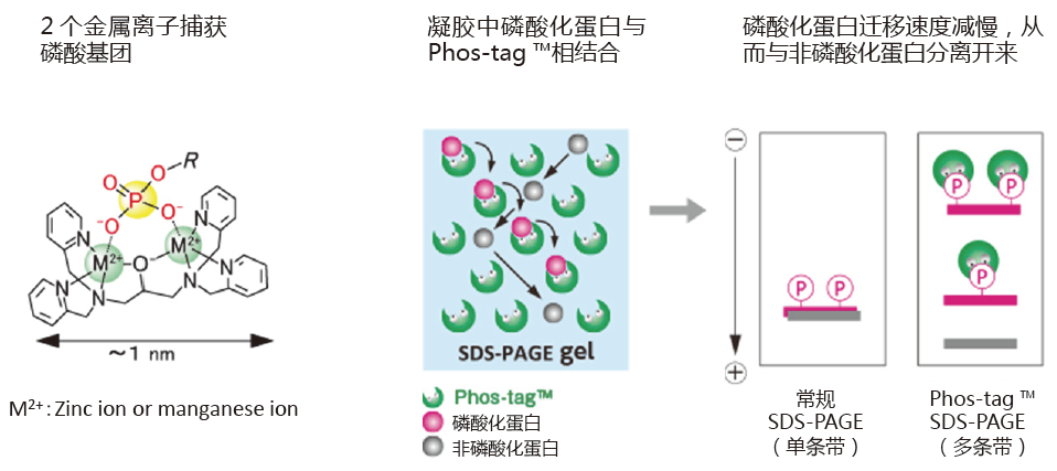 SuperSep Phos-tag™ 預(yù)制膠