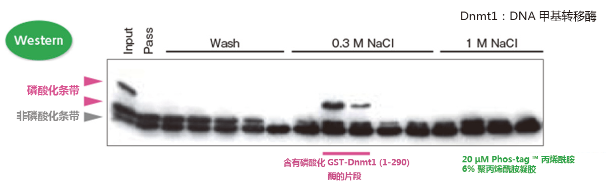 SuperSep Phos-tag™ 預(yù)制膠