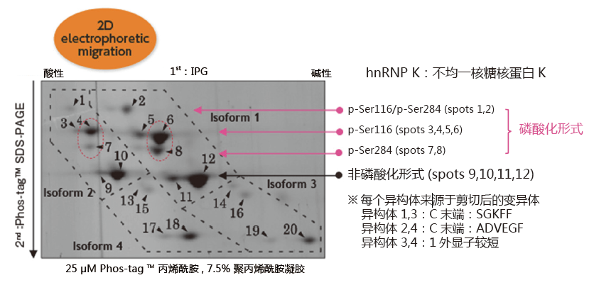 SuperSep Phos-tag™ 預(yù)制膠