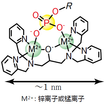 SuperSep Phos-tag™ 預(yù)制膠
