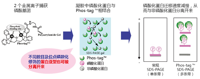 SuperSep Phos-tag™ 預(yù)制膠