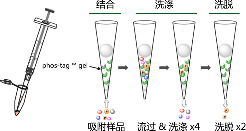 Phos-tag™ 瓊脂糖吸管