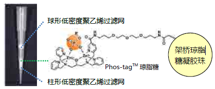 Phos-tag™ 瓊脂糖吸管