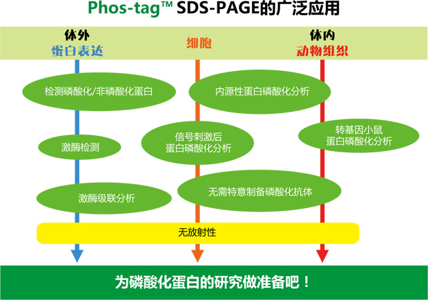 Phos-tag™ 瓊脂糖吸管