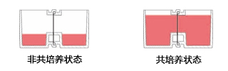 水平連接細(xì)胞共培養(yǎng)板