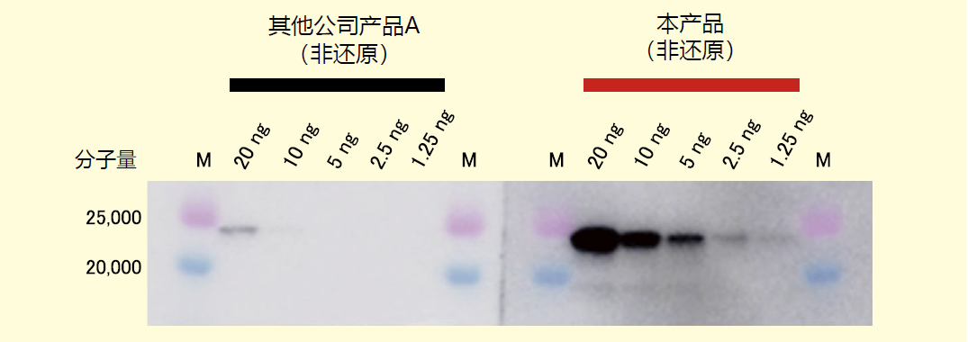 細(xì)胞外囊泡標(biāo)記 單克隆抗體