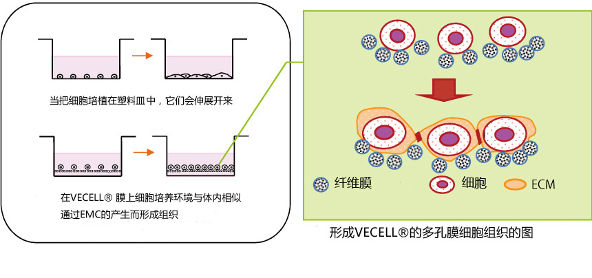VECELL? 3D細(xì)胞培養(yǎng)板