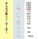 PageRunAce   パジェラン Ace | 8x9cmゲル | PAGE スラブ電気泳動(dòng)槽 | アトー製品情報(bào) | ATTO